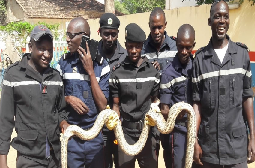 Serpent dans une maison